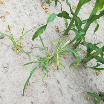 chwastnica jednostronna