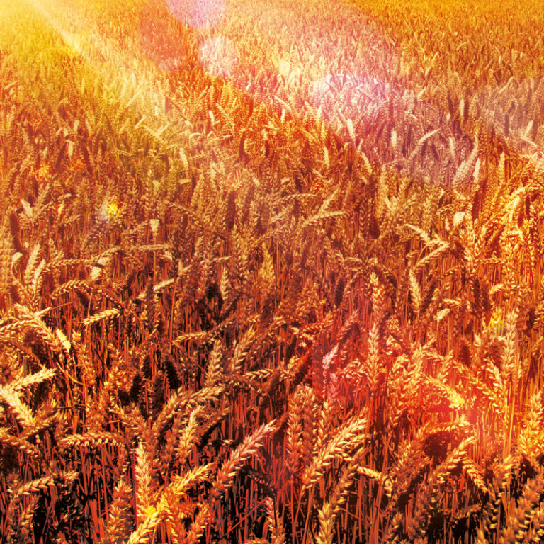 Pszenica Ozima Chemirol