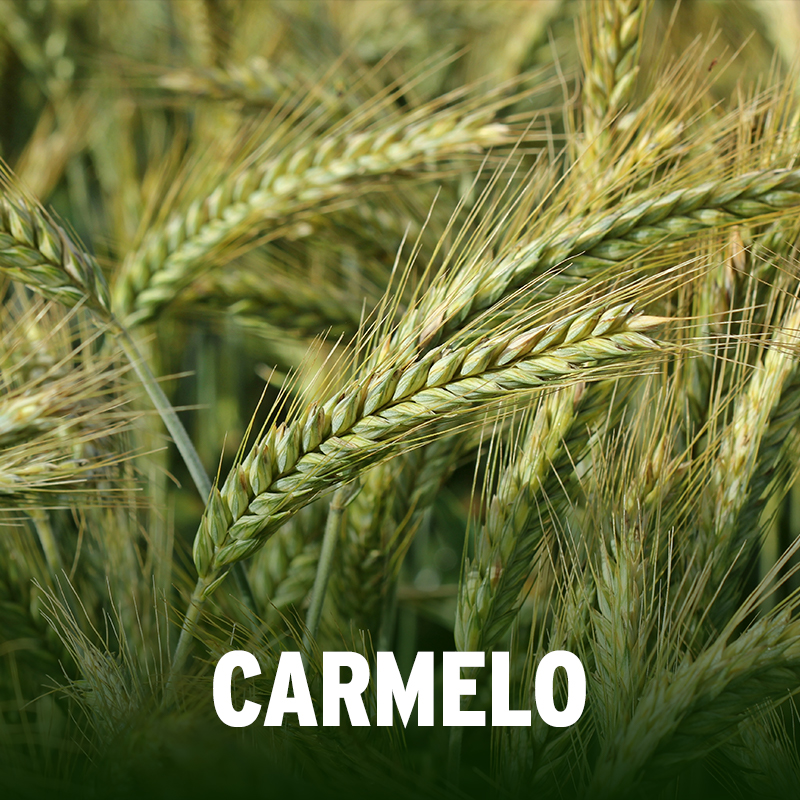CARMELO