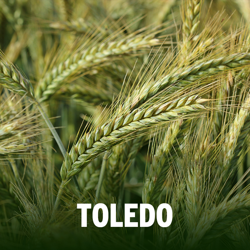 TOLEDO