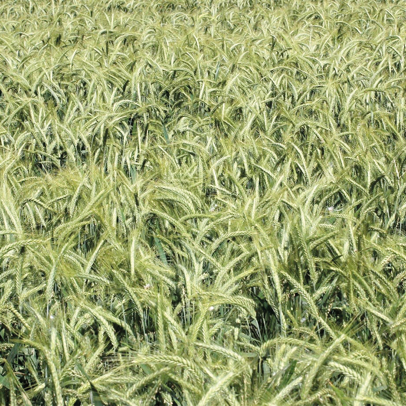 Lautetia
