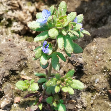 przetacznik trójlistkowy