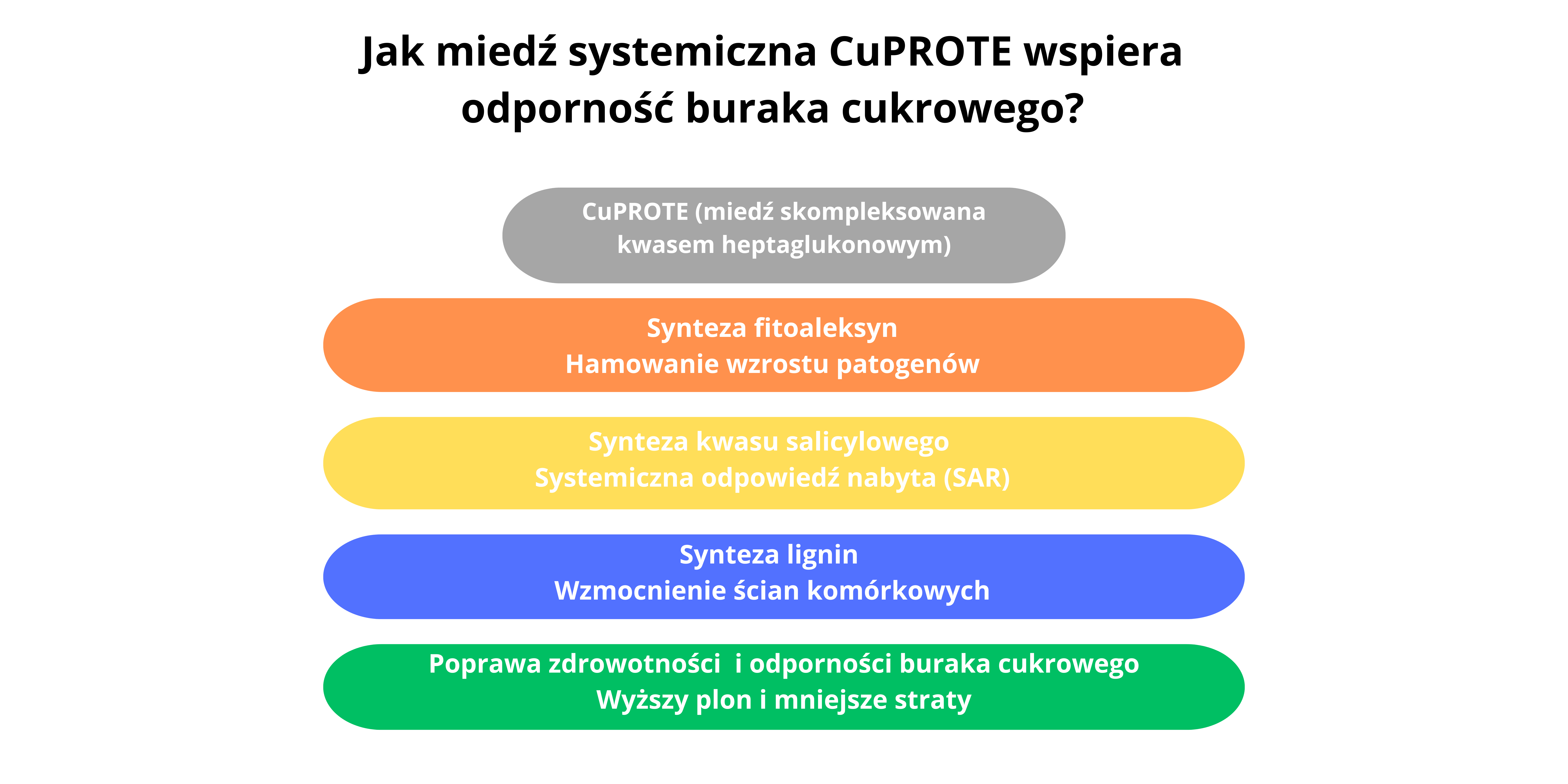 zwalczanie chwościka buraka