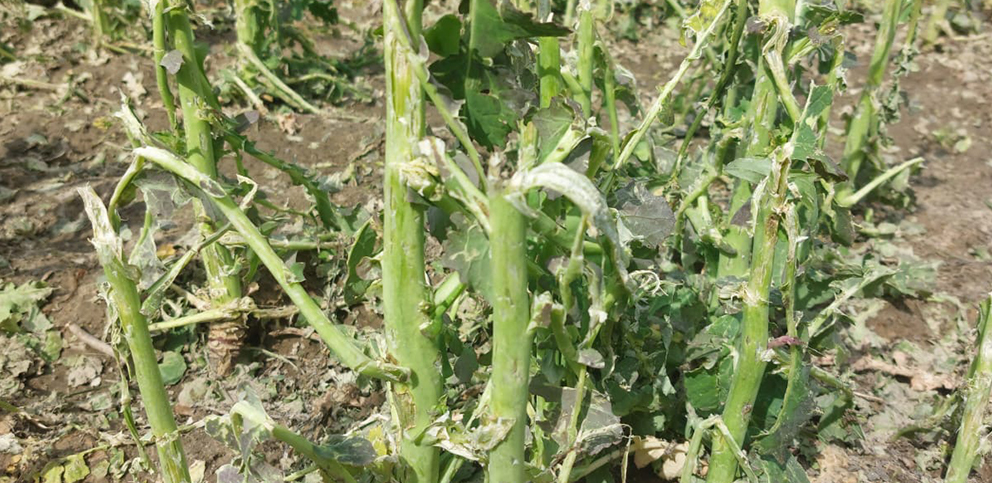 Plantacja po gradobiciu