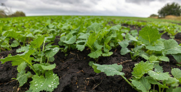 miedź i&nbsp;siarka na rzepak wiosną