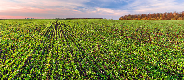 miedź i siarka na zboża wiosną