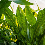 chemirol miedź w kukurydzy zastosowanie