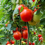 chemirol miedź w pomidorach i warzywach zastosowanie