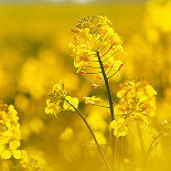 chemirol siarka w zbożach i rzepaku zastosowanie