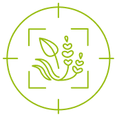 skuteczne zwalczanie chwastów w&nbsp;kukurydzy chemirol