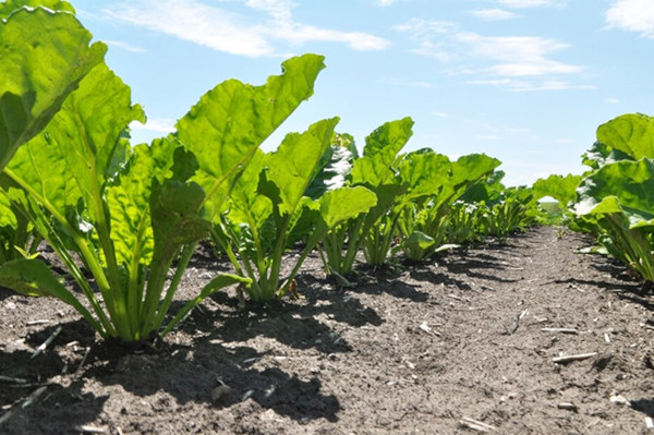 idę po rekord rekord 100 ton