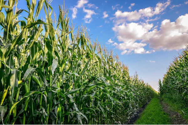 idę po rekord rekord 18 ton kukurydza