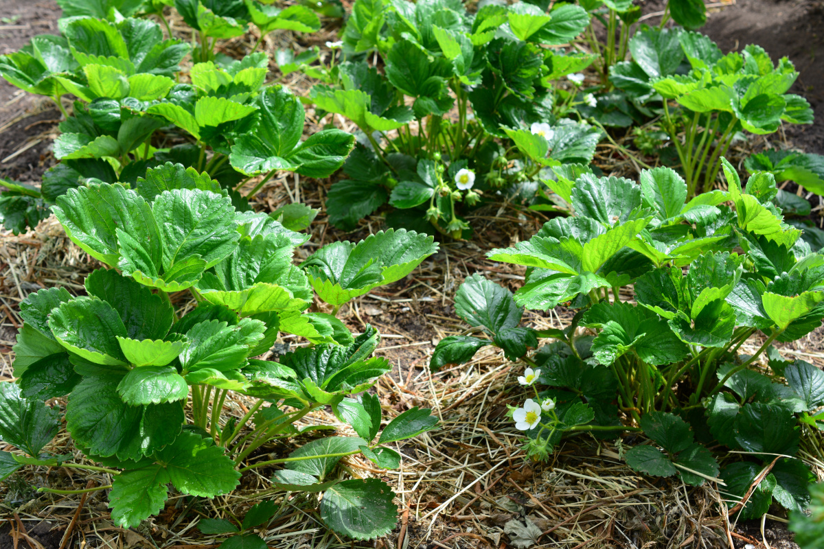 ochrona truskawki przed chorobami