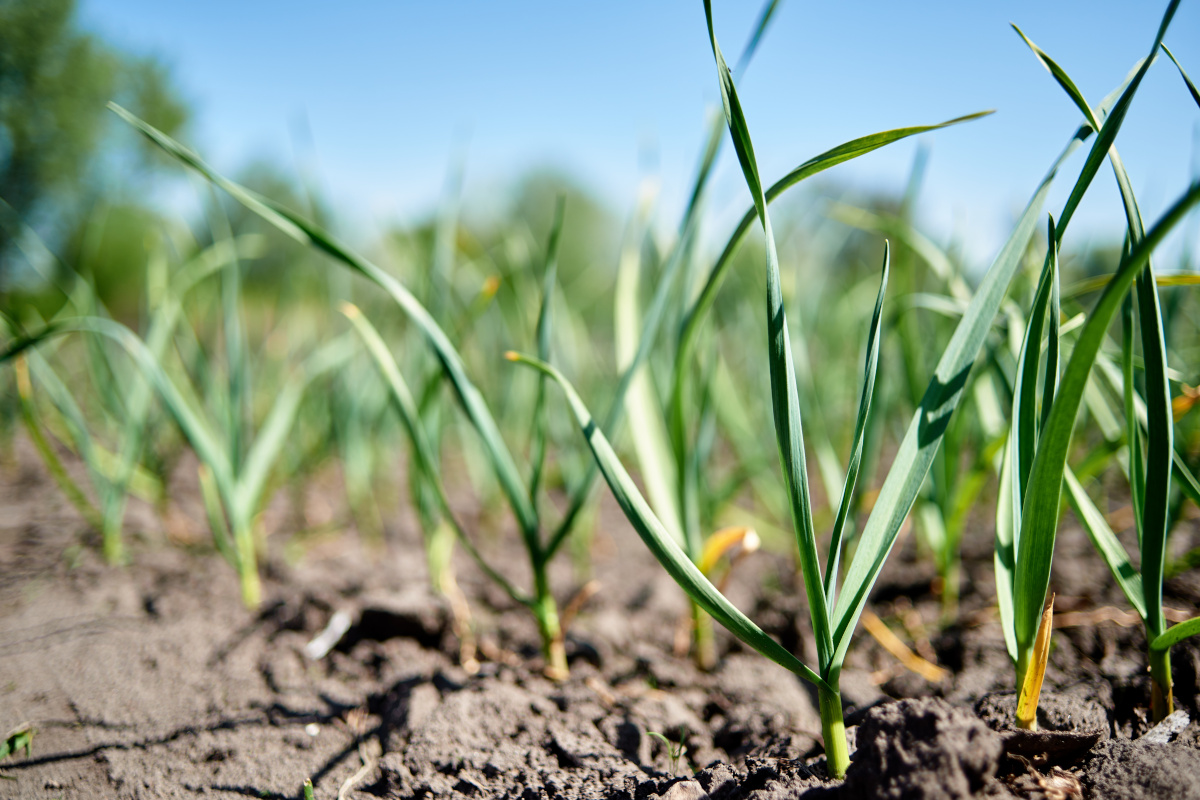 ochrona warzyw przed chorobami