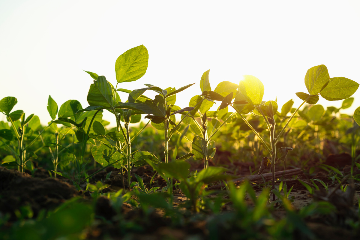 oprysk na chwasty w soi powschodowo