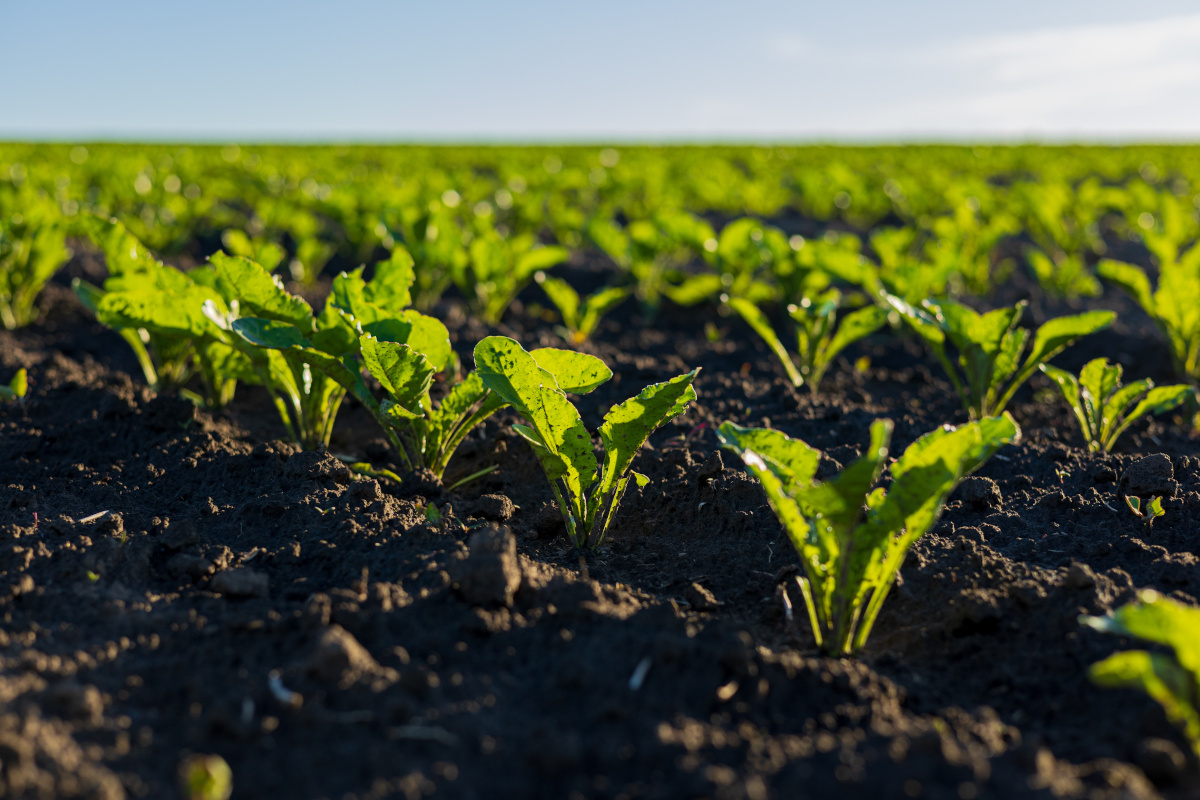 szkodniki buraka cukrowego