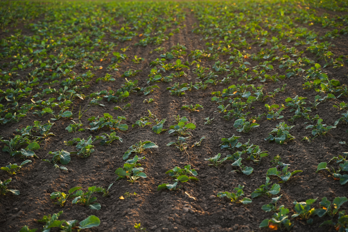 szkodniki rzepaku jesienią