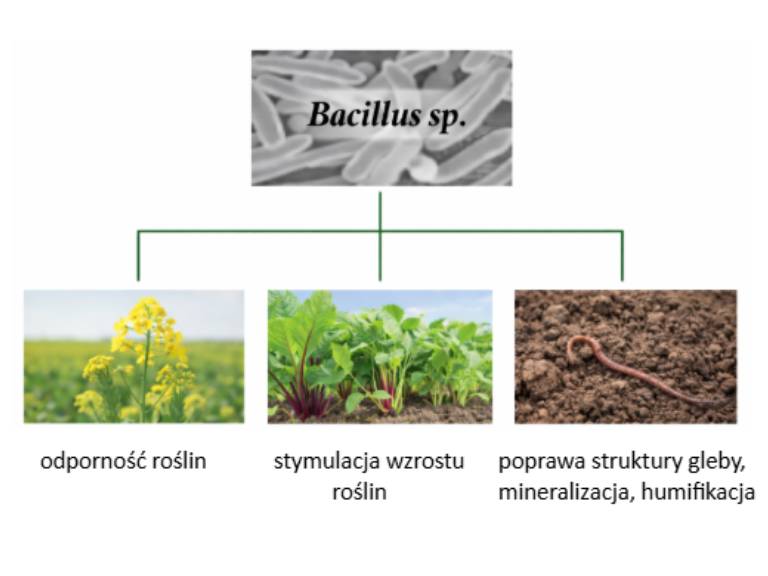 Wykorzystanie bakterii z rodzaju Bacillus sp. w rolnictwie.