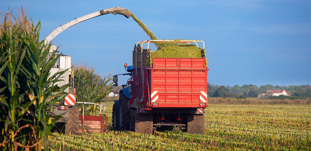 Kiedy kukurydza nadaje sie do zbioru na kiszonke