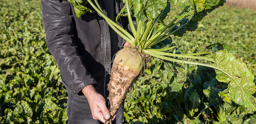 Nawozenie azotowe burakow cukrowych
