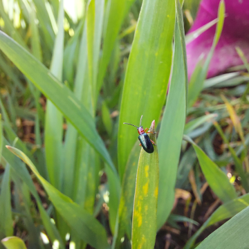 Skrzypionki (skrzypionka zbożowa)