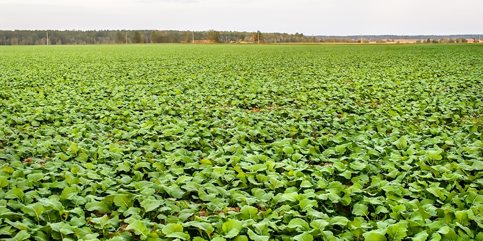 Plantacja rzepaku jesienią w okresie, kiedy nalezy wykonać zabieg regulacji pokroju i ochrony fungicydowej.