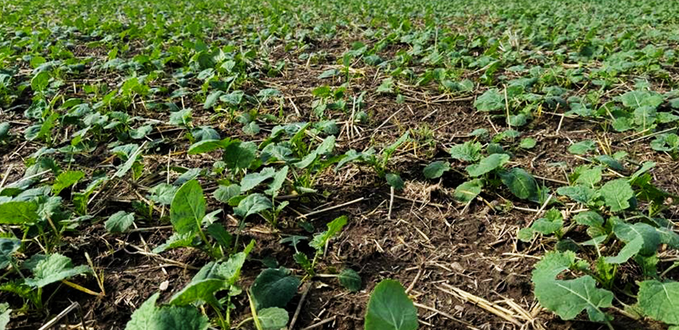 Plantacja rzepaku ozimego.