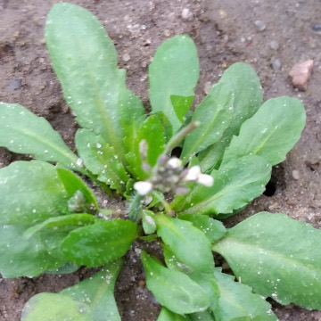 Rzodkiewnik pospolity​