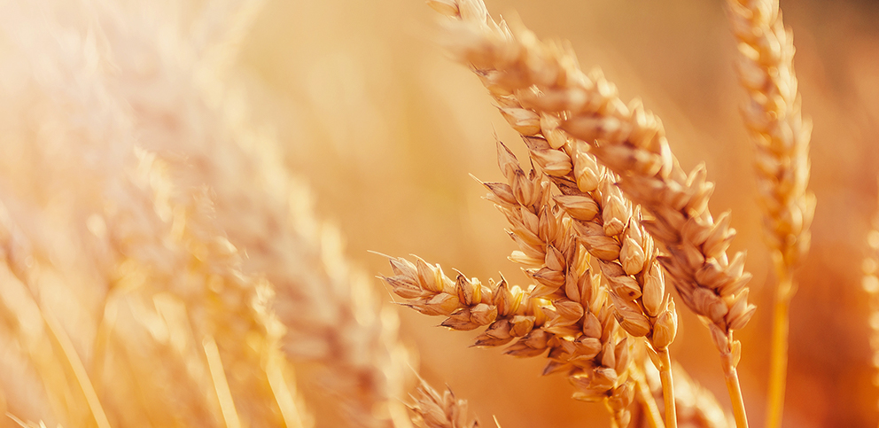 nasiona pszenicy ozimej