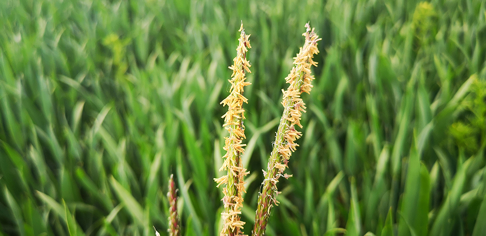 Walka z wyczyńcem polnym