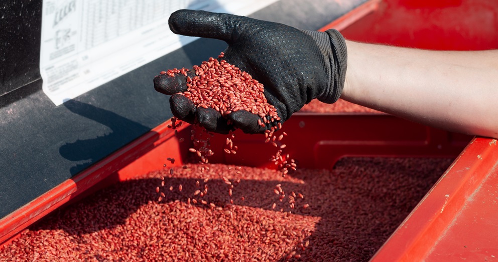 Zaprawiony materiał siewny zbóż