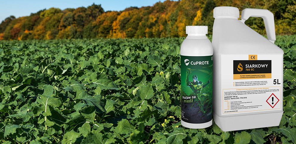 Jesienna ochrona rzepaku