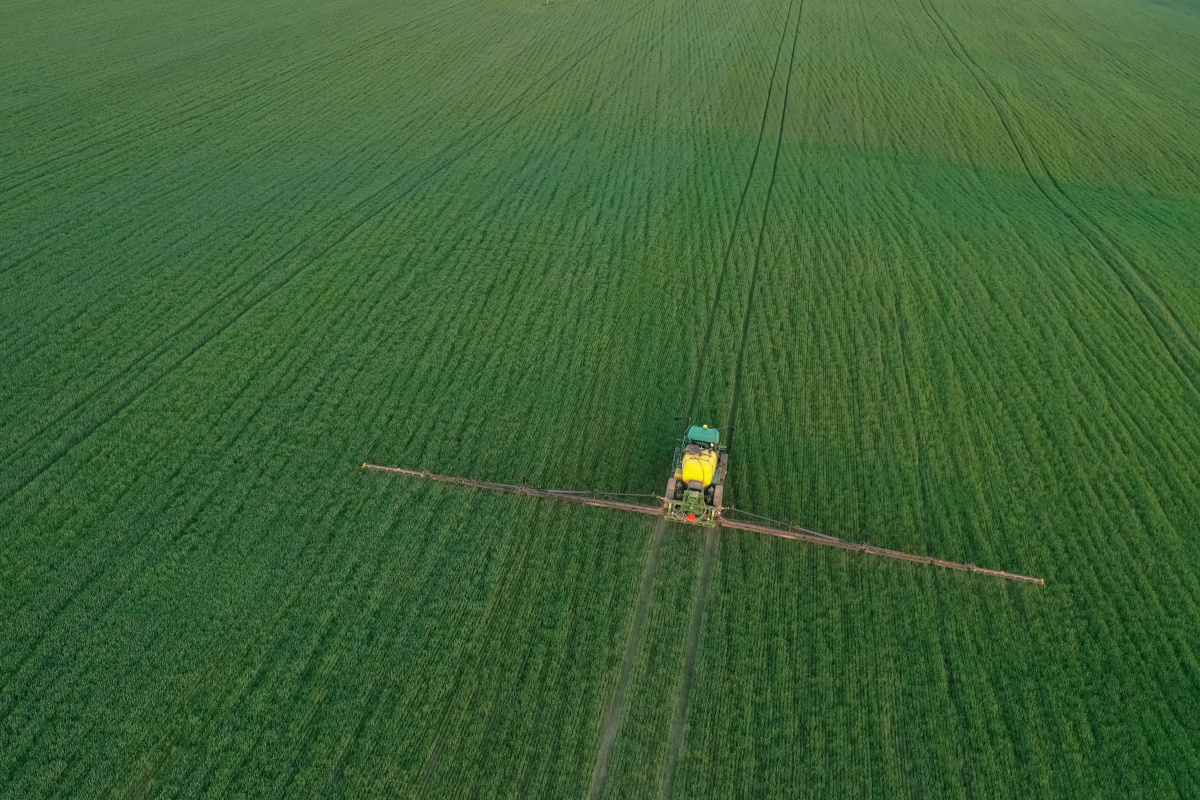 chwasty dwuliścienne w zbożach