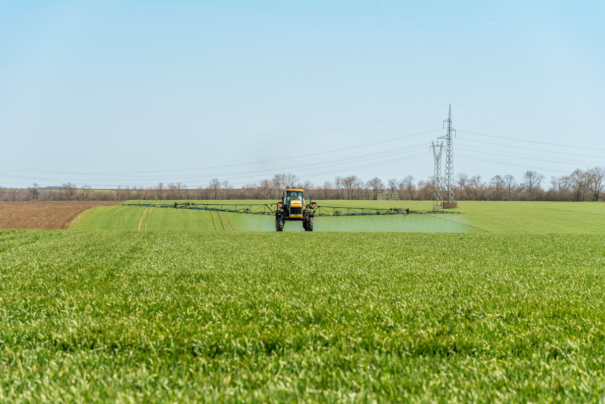 zabieg t0 w zbożu