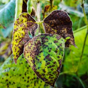 Purpurowa cerkosporioza soi